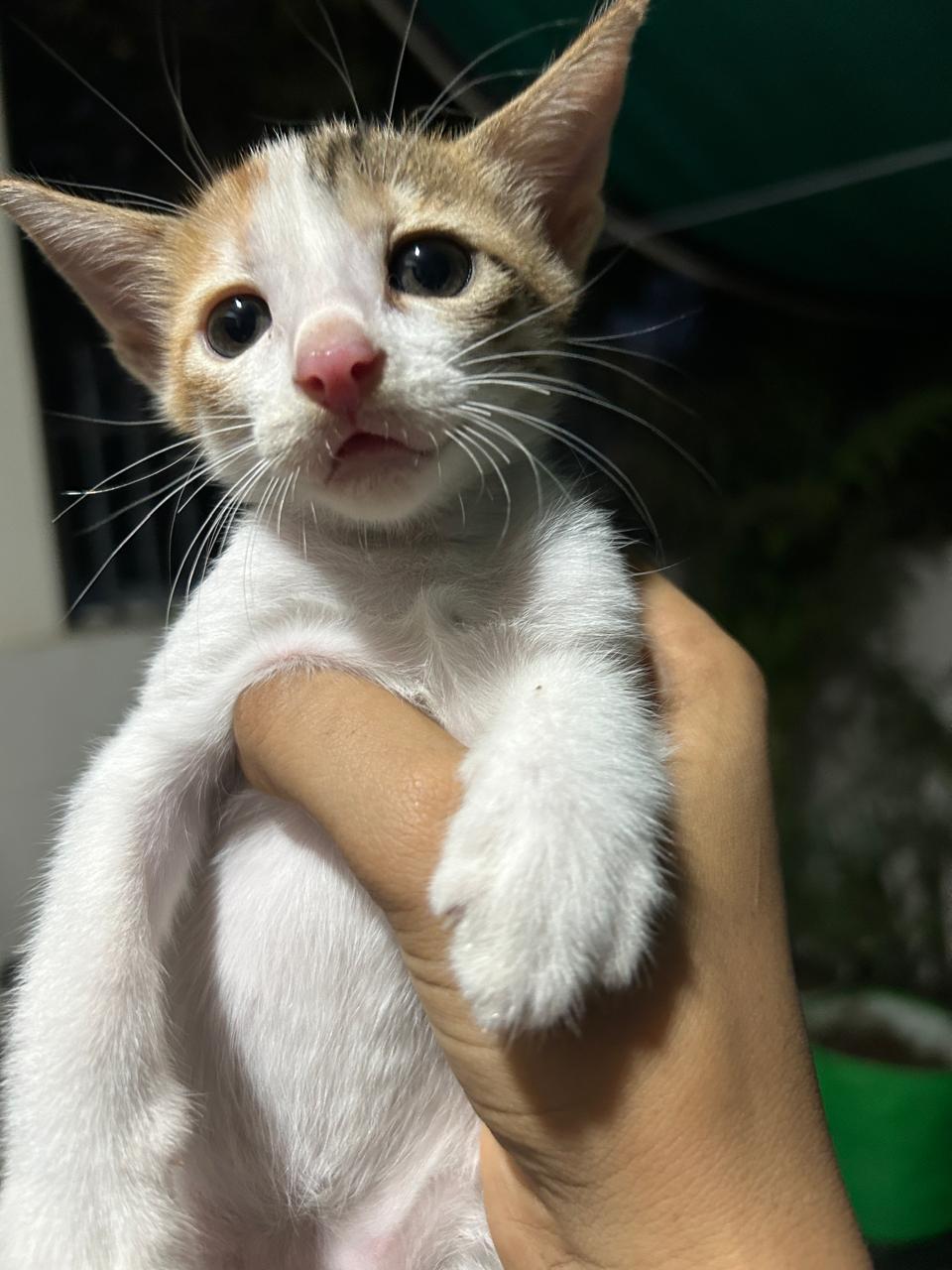 Dora