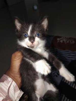 Oggy