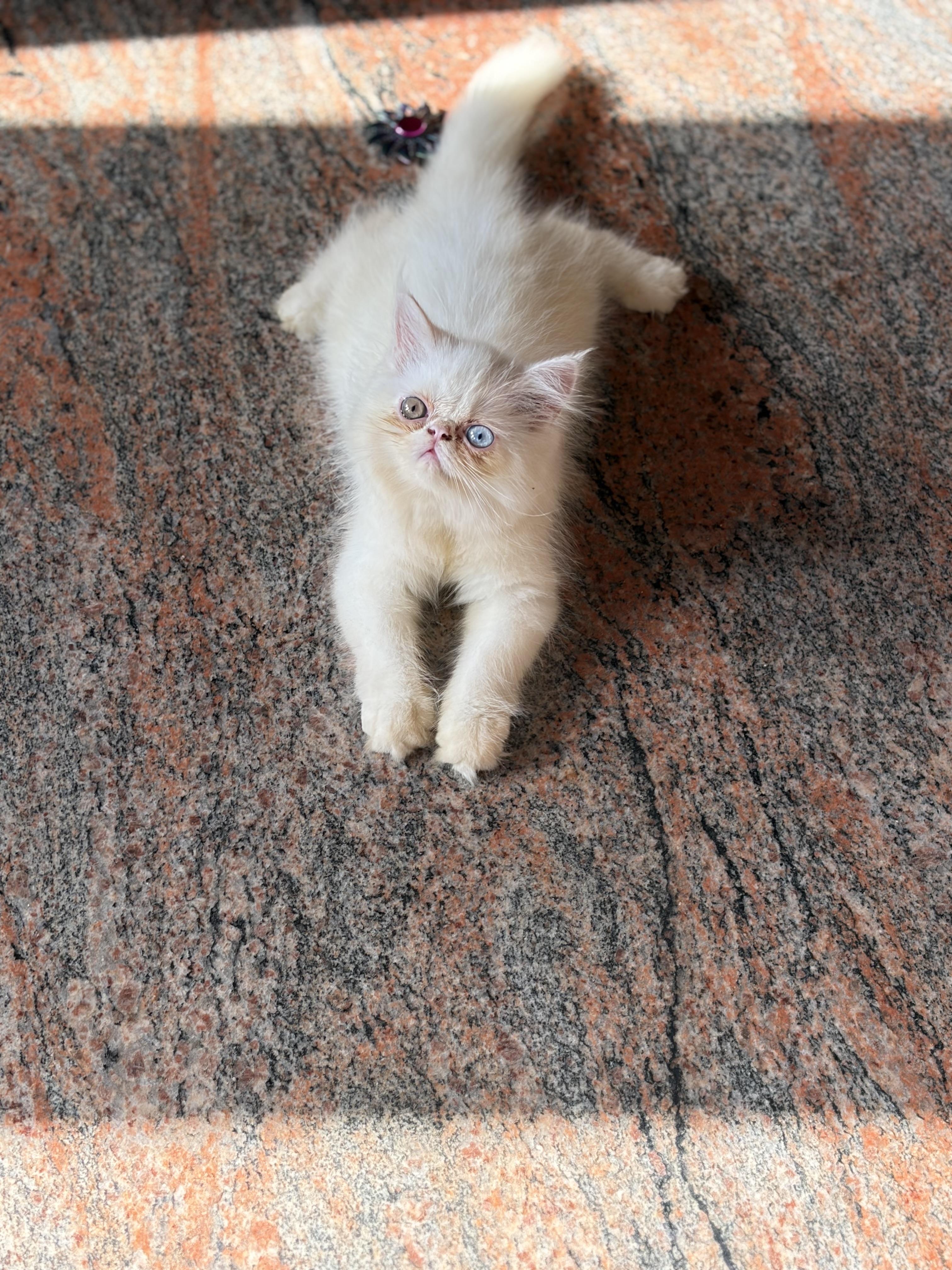 Orio