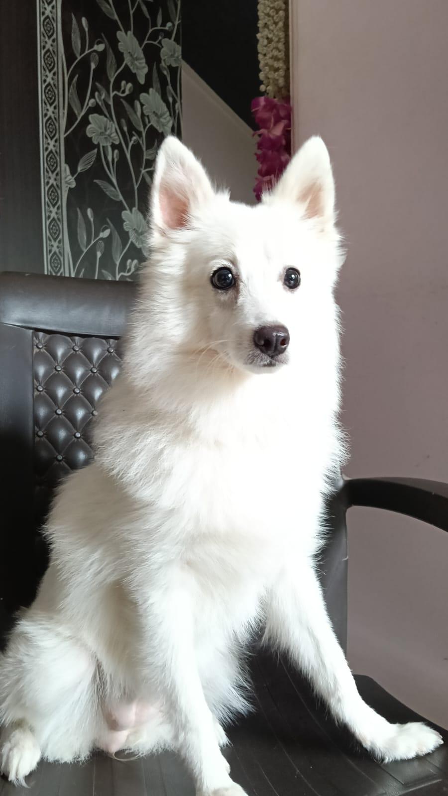 mishti