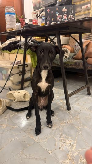 Kai — Indie in New Delhi available for adoption