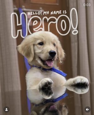 Hero — Golden Retriever in Uttam Nagar available for adoption