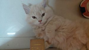 Orange — Persian in Noida available for adoption