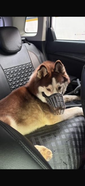 Foxy — Husky in Bengaluru available for adoption