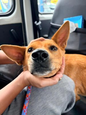 Sandy — Indian Pariah dog in Bengaluru available for adoption
