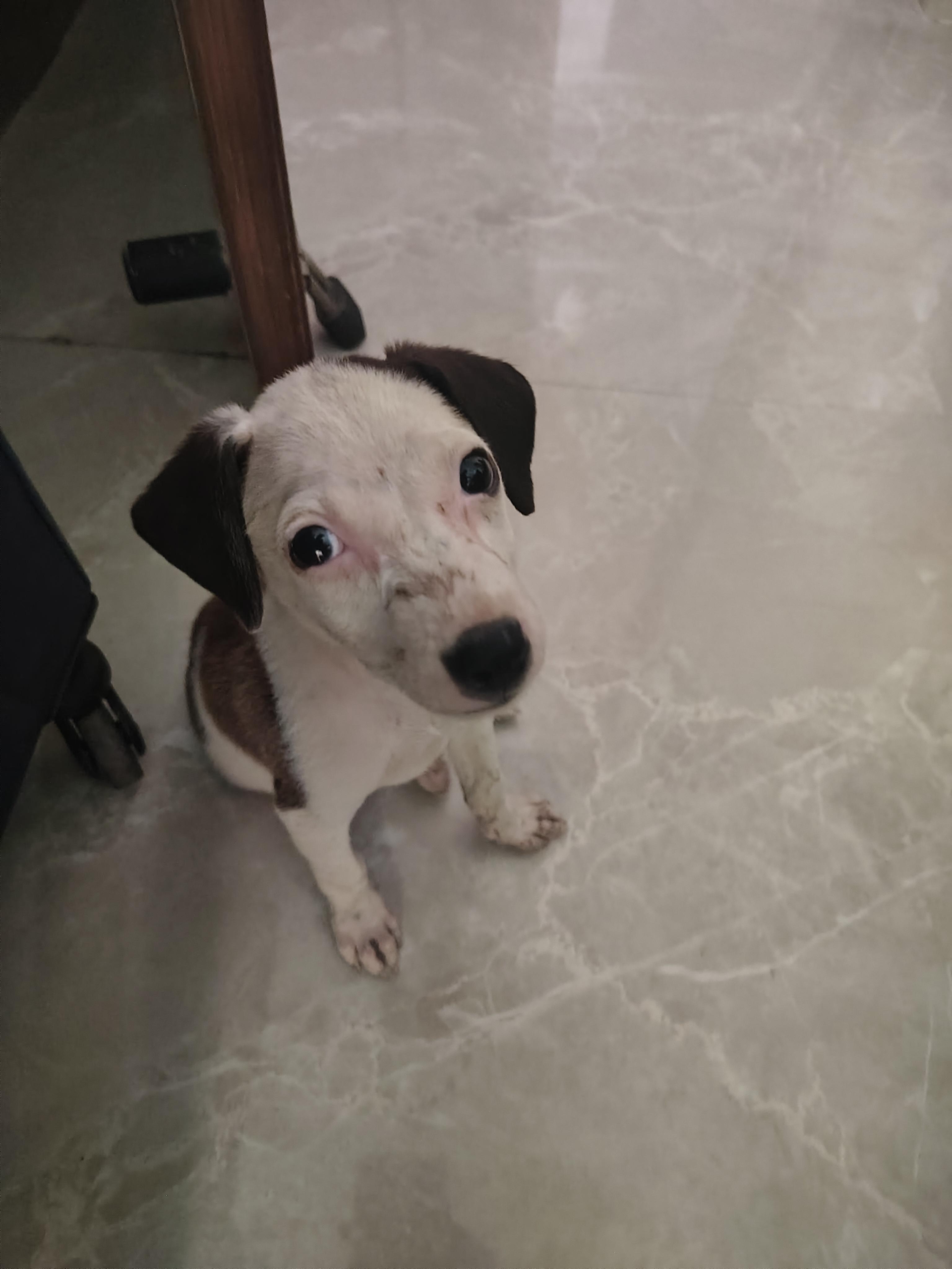 Soni