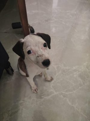 Soni — Indie in Greater Noida available for adoption