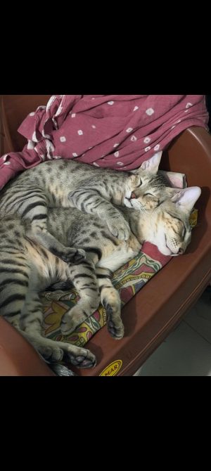 Jerry and jinnu — Indian Native in Surat available for adoption