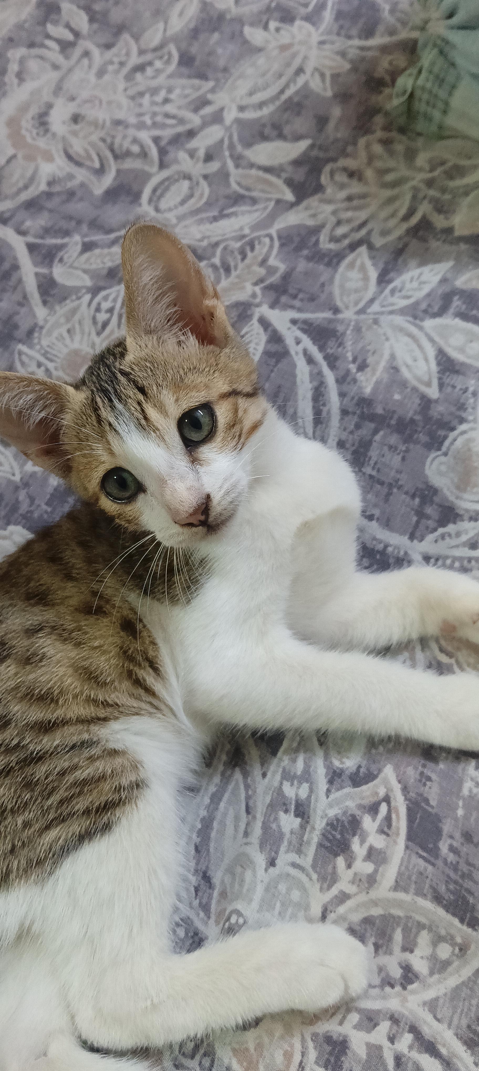 Choco photo 2