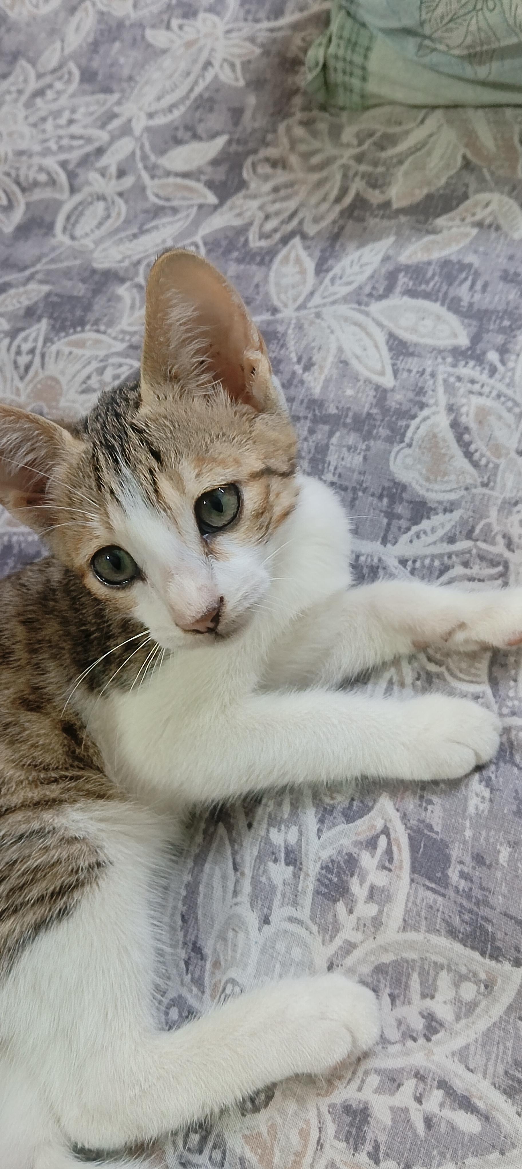 Choco photo 4