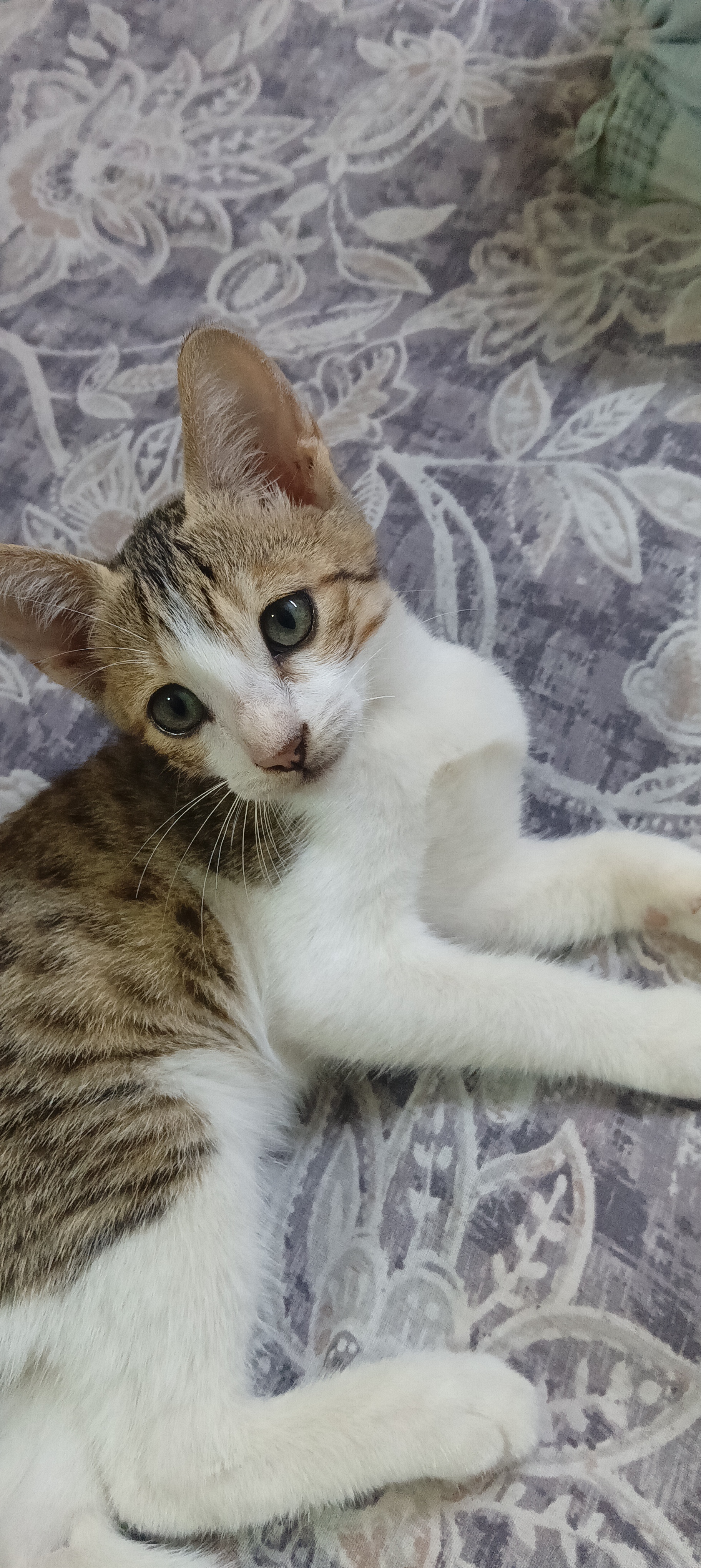 Choccccoo — Indian Native for adoption in Kolkata