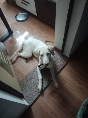 Daisy — Labrador Retriever in Ahmedabad available for adoption