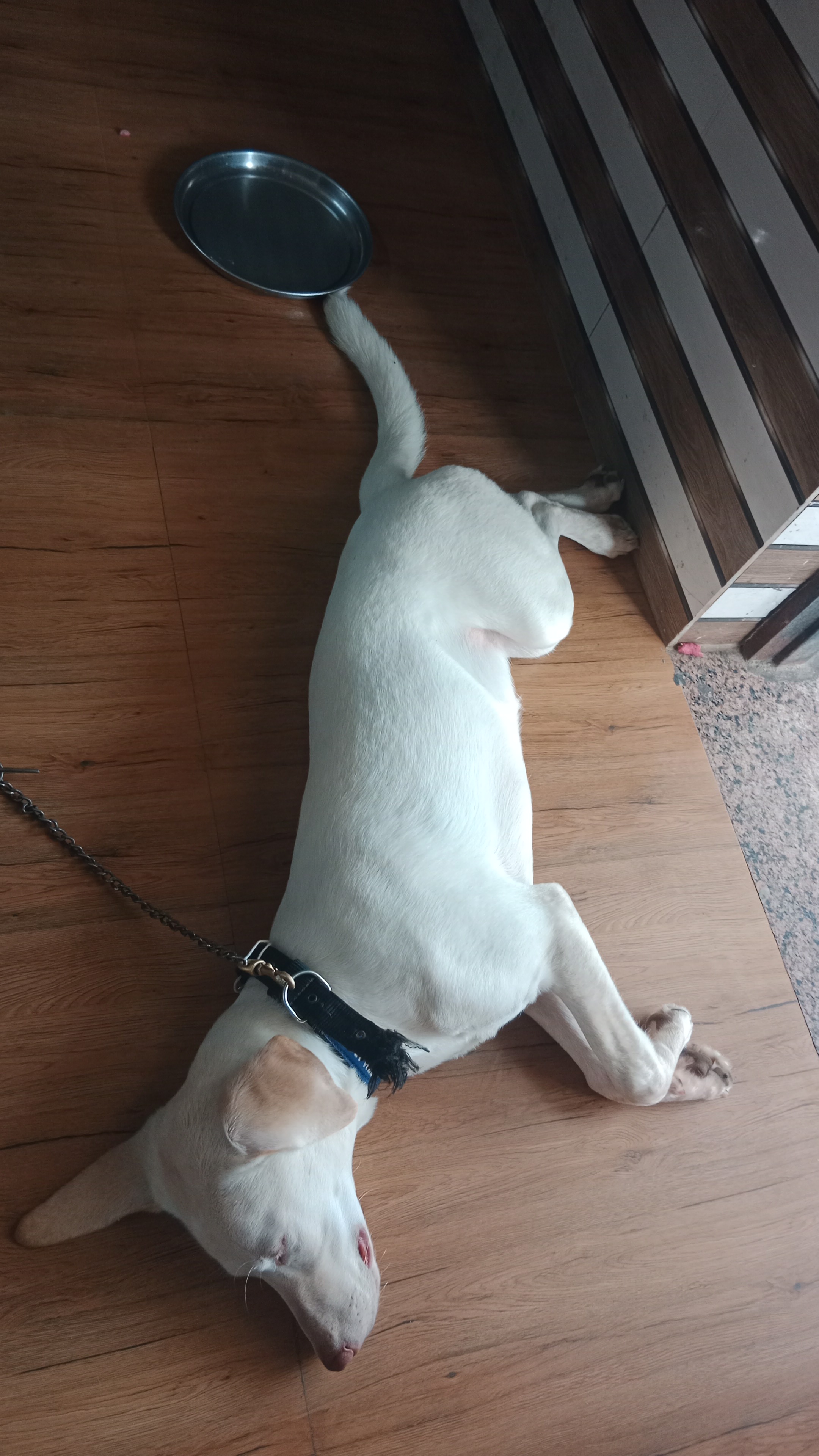 Daisy photo 3