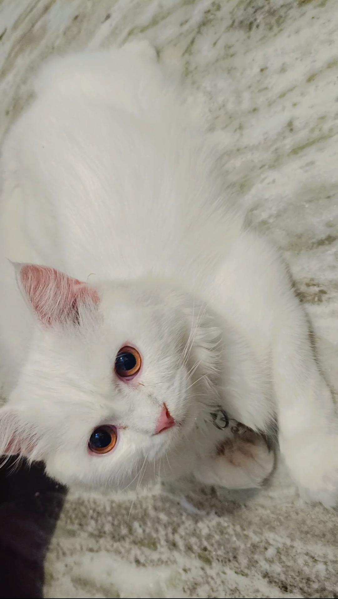 Kittu — Persian for adoption in Uttam Nagar
