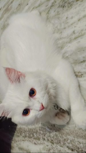Kittu — Persian in Uttam Nagar available for adoption