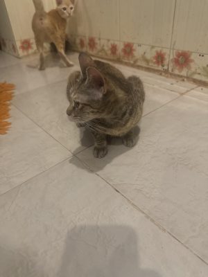 Kitko — Indian Native in Koperkhairne available for adoption