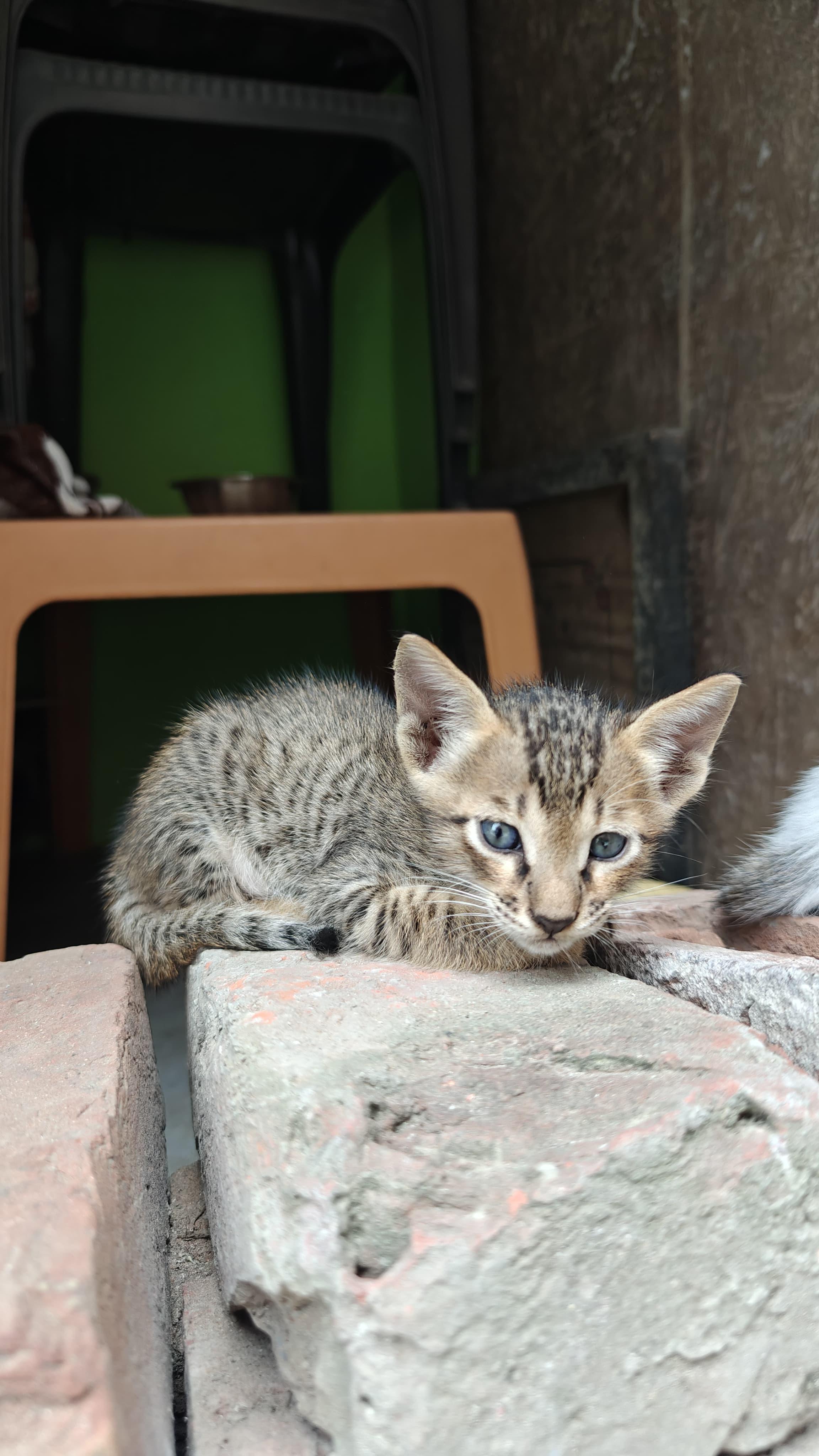 Miku — Indian Native for adoption in Delhi