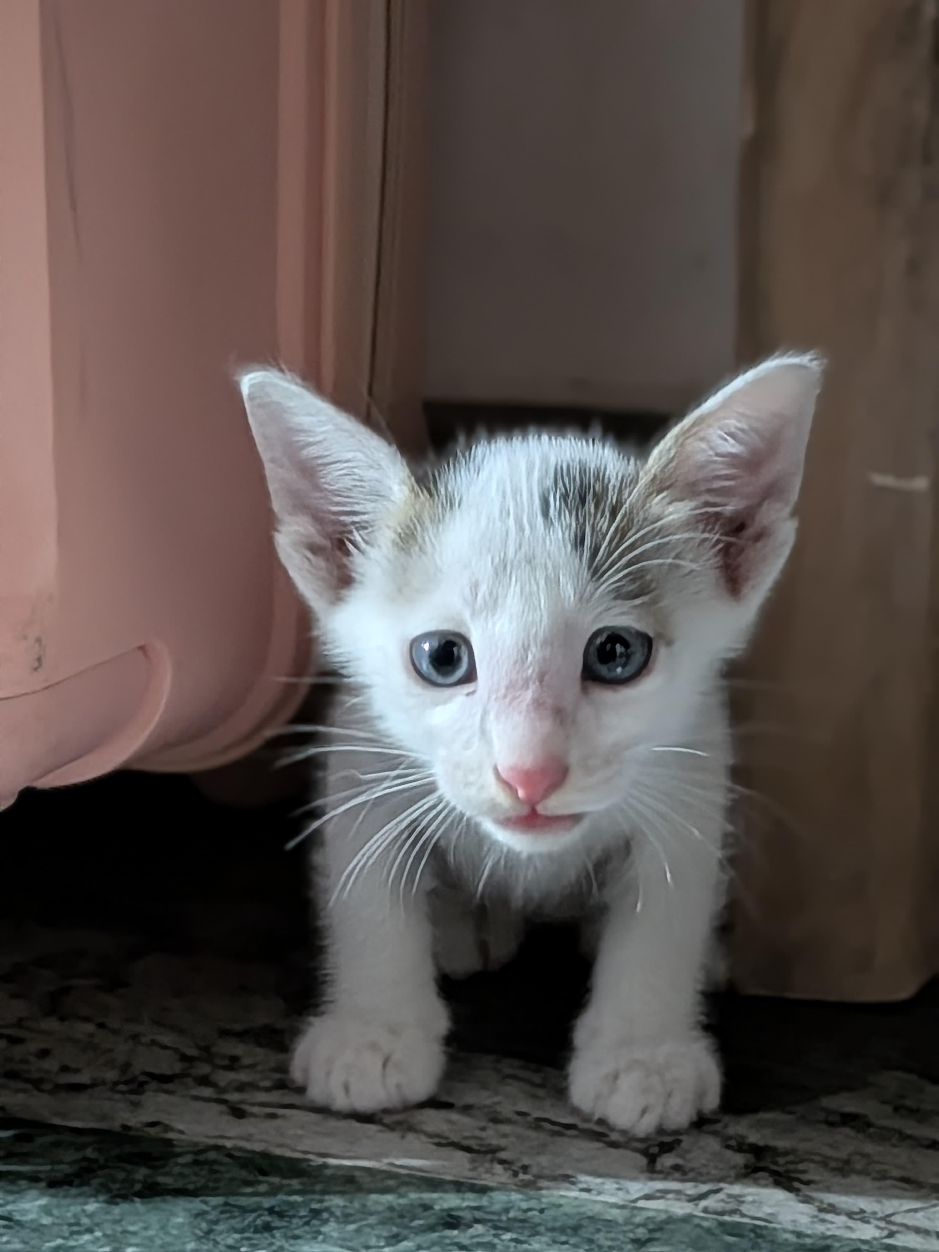 White
